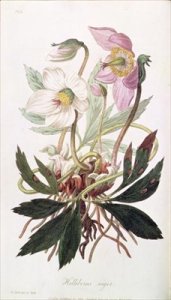 Christmas Rose from Medical Botany