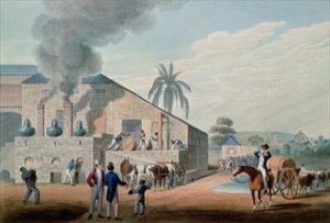Slaves Set to Work Producing Rum at the Distillery Antigua