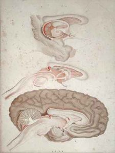 Cross-section of the Brain